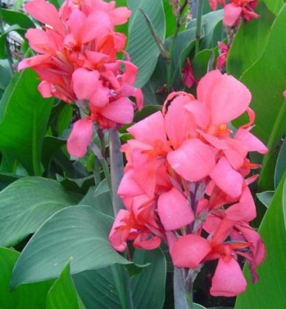 Канна Кримсон Бьюти (1шт) (Волжский Сад) - Сезон у Дачи