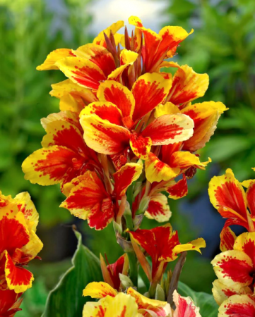 Канна Рейн (Королева) Шарлотт (1шт) (Волжский Сад) - Сезон у Дачи