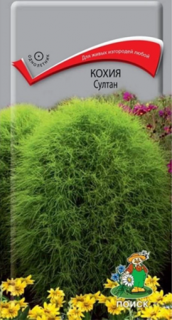 Кохия Султан (Поиск) - Сезон у Дачи