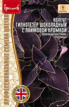 Колеус Гипнотезёр Шоколадный с Лаймовой Кромкой (Mezmerize Chocolate Lime Edge) (Григорьев) - Сезон у Дачи