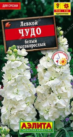 Левкой высокорослый Чудо белый (Аэлита) - Сезон у Дачи