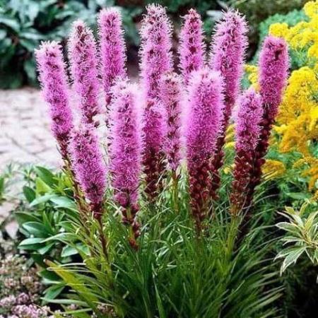 Лиатрис Флористан Виолетт (1 шт) - Сезон у Дачи