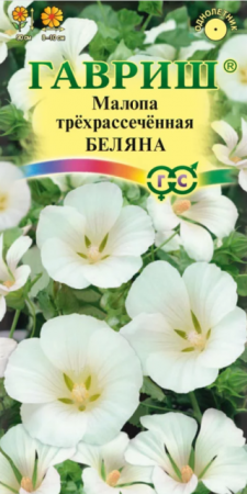 Малопа Беляна (Гавриш) - Сезон у Дачи