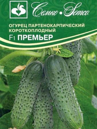 Огурец Премьер F1 (Семко) - Сезон у Дачи