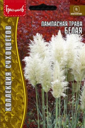 Пампасная трава Белая (Кортадерия) (Григорьев) - Сезон у Дачи