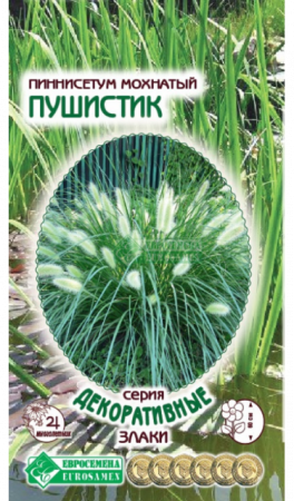 Пеннисетум мохнатый Пушистик (Евросемена) - Сезон у Дачи
