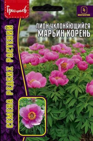 Пион Марьин Корень уклоняющийся (Григорьев) - Сезон у Дачи