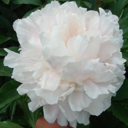 Пион молочноцветковый Поющий источник /Paeonia Sha Jin Guan Ding 1шт - Сезон у Дачи