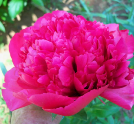 Пион Ренато - Сезон у Дачи