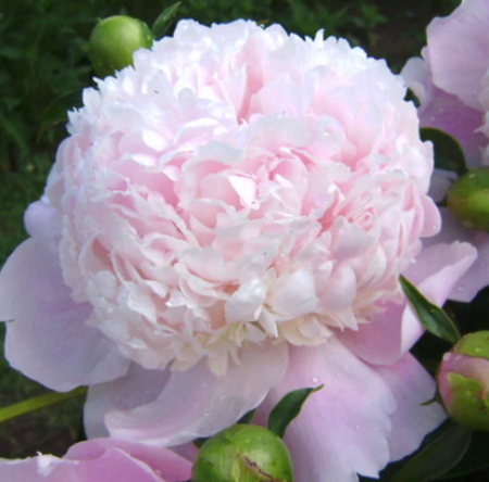 Пион Свит 16 - Сезон у Дачи