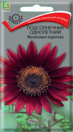 Подсолнечник Малиновая Королева (Поиск) - Сезон у Дачи