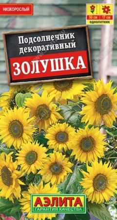 Подсолнечник Золушка (Аэлита) - Сезон у Дачи