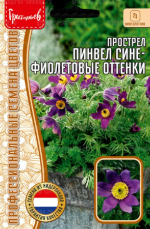 Прострел Pinwheel Blue Violet Shades (Григорьев) - Сезон у Дачи