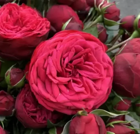 Роза Адажио центифольная столепестковая (Барнаул) - Сезон у Дачи