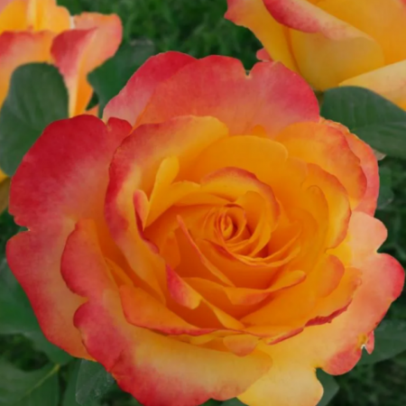 Роза Мега Стар флорибунда (Барнаул) - Сезон у Дачи