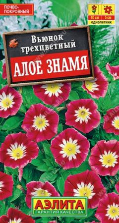 Вьюнок Алое знамя (Аэлита) - Сезон у Дачи