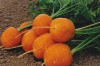 Морковь Полярная клюква - Сезон у Дачи