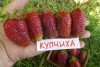 Земляника Купчиха (земклуника) - Сезон у Дачи
