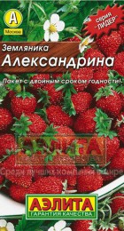 Земляника Александрина - Сезон у Дачи