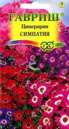 Цинерария цветущая Симпатия, смесь - Сезон у Дачи