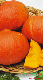 Тыква Лесной орех /Вкуснятина - Сезон у Дачи
