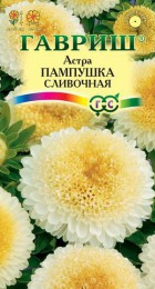 Астра Пампушка сливочная - Сезон у Дачи