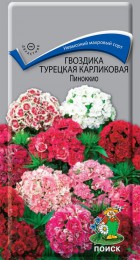 Гвоздика Турецкая Пиноккио карликовая - Сезон у Дачи