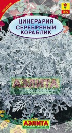 Цинерария Серебрянный кораблик - Сезон у Дачи