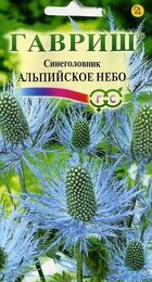 Синеголовник Альпийское небо (Гавриш) - Сезон у Дачи