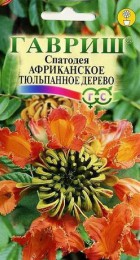 Спатодея Африканское тюльпанное дерево - Сезон у Дачи