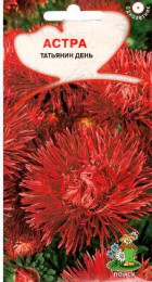 Астра Татьянин день - Сезон у Дачи