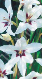 Ацидантера Мирель - Сезон у Дачи