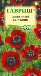 Адонис летний Керубино (Гавриш) - Сезон у Дачи