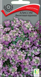 Алиссум Фиолетовая королева (Поиск) - Сезон у Дачи