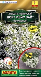 Алиссум Норт Фэйс Вайт каскадный (Аэлита) - Сезон у Дачи