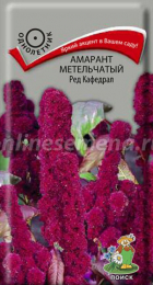 Амарант метельчатый Ред Кафедрал (Поиск) - Сезон у Дачи