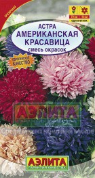 Астра Американская красавица, смесь (Аэлита) - Сезон у Дачи
