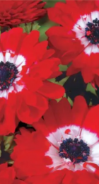 Анемона/Ветренница Зе Гавенор - Сезон у Дачи