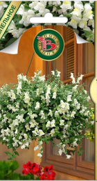 Антирринум каскадный Кэнди F1 Вайт (Биотехника) - Сезон у Дачи