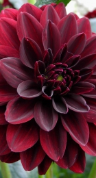 Георгина Арабиан Найт декоративная 1шт - Сезон у Дачи