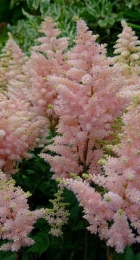 Астильба Америка - Сезон у Дачи