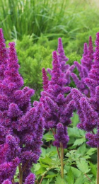 Астильба Блэк Пёрлс (1 шт) - Сезон у Дачи