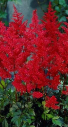 Астильба Красная (1шт) - Сезон у Дачи