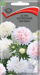Астра Аполлония Крем-брюле (Поиск) - Сезон у Дачи