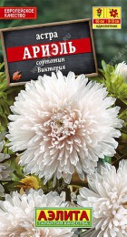 Астра Ариэль (Аэлита) - Сезон у Дачи