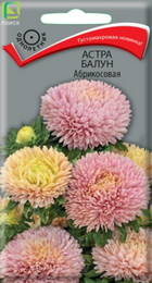 Астра Балун Абрикосовая (Поиск) - Сезон у Дачи