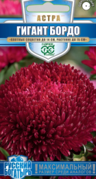 Астра Гигант Бордо /Русский богатырь (Гавриш) - Сезон у Дачи