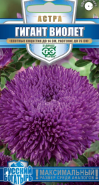 Астра Гигант Виолет /Русский богатырь (Гавриш) - Сезон у Дачи