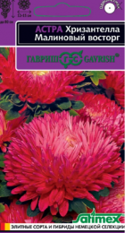 Астра Хризантелла Малиновый восторг (Гавриш) - Сезон у Дачи
