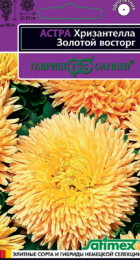Астра Хризантелла Золотой восторг (Гавриш) - Сезон у Дачи